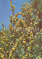 Common Wormwood - Artemisia Absinthium - Medicinal Plants - 1981 - Russia USSR - Unused - Heilpflanzen