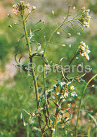Shepherd's Purse - Capsella Bursa-pastoris - Medicinal Plants - 1981 - Russia USSR - Unused - Geneeskrachtige Planten