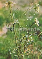 Shepherd's Purse - Capsella Bursa-pastoris - Medicinal Plants - 1981 - Russia USSR - Unused - Medicinal Plants