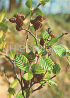 Grey Alder - Alnus Incana - Medicinal Plants - 1981 - Russia USSR - Unused - Piante Medicinali