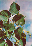 Littleleaf Linden - Tilia Cordata - Medicinal Plants - 1981 - Russia USSR - Unused - Geneeskrachtige Planten