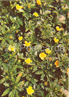 Tormentil - Potentilla Erecta - Medicinal Plants - 1981 - Russia USSR - Unused - Heilpflanzen