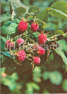 Red Raspberry - Rubus Idaeus - Medicinal Plants - 1981 - Russia USSR - Unused - Piante Medicinali