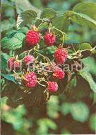 Red Raspberry - Rubus Idaeus - Medicinal Plants - 1981 - Russia USSR - Unused - Plantes Médicinales