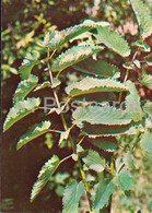 Great Burnet - Sanguisorba Officinalis - Medicinal Plants - 1981 - Russia USSR - Unused - Piante Medicinali