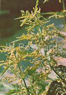 Common Nettle - Urtica Dioica - Medicinal Plants - 1981 - Russia USSR - Unused - Geneeskrachtige Planten