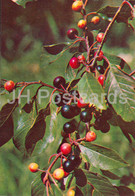 Buckthorn - Rhamnus Cathartica - Medicinal Plants - 1981 - Russia USSR - Unused - Piante Medicinali