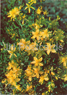 Perforate St John's-wort - Hypericum Perforatum - Medicinal Plants - 1981 - Russia USSR - Unused - Heilpflanzen