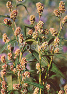 Water Pepper - Persicaria Hydropiper - Medicinal Plants - 1981 - Russia USSR - Unused - Plantes Médicinales