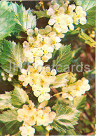 Siberian Hawthorn - Crataegus Sanguinea - Medicinal Plants - 1981 - Russia USSR - Unused - Geneeskrachtige Planten