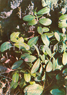 Lingonberry - Vaccinium Vitis-idaea - Medicinal Plants - 1981 - Russia USSR - Unused - Heilpflanzen