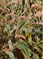 Common Bistort - Bistorta Officinalis - Medicinal Plants - 1981 - Russia USSR - Unused - Plantes Médicinales