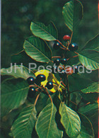 Alder Buckthorn - Rhamnus Frangula - Medicinal Plants - 1983 - Russia USSR - Unused - Heilpflanzen