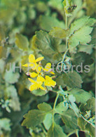 Greater Celandine - Chelidonium Majus - Medicinal Plants - 1983 - Russia USSR - Unused - Geneeskrachtige Planten