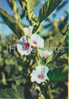 Marsh Mallow - Althaea Officinalis - Medicinal Plants - 1983 - Russia USSR - Unused - Heilpflanzen