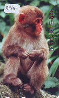 Télécarte Japon **  AAP  (848) MONKEY * SINGE * AFFE * SCIMMIA * PHONECARD JAPAN * TELEFONKARTE - Oerwoud