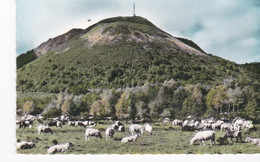 Cpsm PF Dentelée Pâturages De Moutons Au Puy De Dôme - Breeding