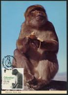 GIBRALTAR (2021). Carte Maximum Card EUROPA - Barbary Macaques (Macaca Sylvanus), Rock Ape, Mono, Macaque, Berberaffe - Gibilterra