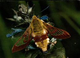 N°79542GF -cpsm Sphinx Gazé Papillon - Papillons