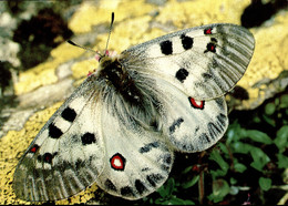 N°79541GF -cpsm Apollon Papillon - Papillons