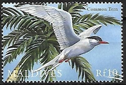 Maldives - MNH ** 2000 :   Common Tern  -  Sterna Hirundo - Mouettes