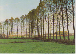 Am Niederrhein Pappellandschaft Foto Edition Karla Lensing Moers Unused Ask Verso - Mörs