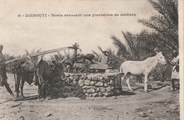 DJIBOUTI - 5 - Noria Arrosant Une Plantation De Dattiers - âne  Boeuf - Animée - Djibouti