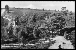 Cp Dentelée - RHEDEN - Panorama Vanaf De Posbank - Postbank - Edit. ARENDS - 1964 - Rheden