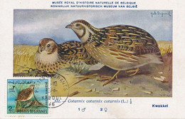 Maximum Card Same Stamp As The Picture 1973 Kaboul Coturnix Perdrix Ill. Hubert Dupond - Afganistán