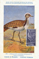Maximum Card Same Stamp As The Picture 1962 Sahara Espagnol  Outarde Ill. Hubert Dupond - Sahara Occidental