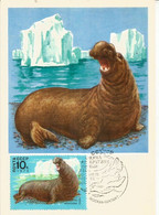 L'Elephant De Mer (faune Antarctique)  Belle Carte-maximum - Faune Antarctique