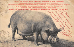 54-NANCY- GRANDE PORCHERIE LORRAINE , EDMOND PARISOT, RECOPENSES DES CONCOURS AGRICOLES DE PARIS - Nancy