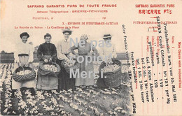 45  - Environs De Pithiviers-en-Gatinais - La Récolte Du Safran - Carte Promotionnelle - 1911 - Pithiviers