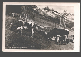 Mallnitz - Im Dösental Bei Mallnitz - Kuh / Cow / Vache / Koe / Rinder - Mallnitz