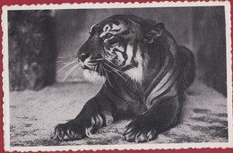 Antwerpen Dierentuin Tiergarten Jardin Zoologique Tigre Royal Tiger Tijger - Antwerpen
