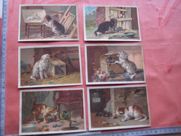 6 Chromos , Trade Cards ART C1889 Cats Playing Birds Mice Parot Goat Rat,  Litho Hand Press Colour ​​​​​​​13cm X 8,5cm - Other & Unclassified