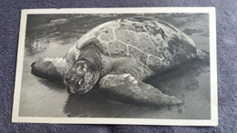 CPSM TORTUE DE MER GUINEE ESPAGNOLE LA BIOMARINE 1953 FORMAT 10.5  PAR 18 CM - Tortugas