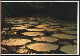 °°° 25170 - BRASIL - VICTORIA AMAZONICA - 1993 With Stamps °°° - Manaus