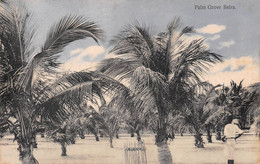 Afrique - Mozambique - BEIRA - Palm Grove - Palmiers - Mozambique
