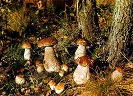 Les Pyrénées * Cueillette De Champignons Dans La Forêt * Muschrooms Cèpes - Other & Unclassified