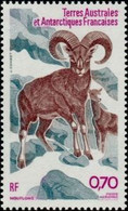Terres Australes Et Antarctiques Françaises (TAAF) - Mouflon (Ovis Orientalis) - Airmail