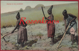 Zuid Afrika South Africa Natives In The Cornfields Ethnic Ethnique Etnisch Tribe Tribal Tribu Afrique CPA - Afrique Du Sud