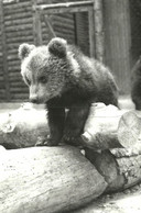 BEAR * BABY BEAR * ANIMAL * ZOO & BOTANICAL GARDEN * BUDAPEST * KAK 0315 783 * Hungary - Bears