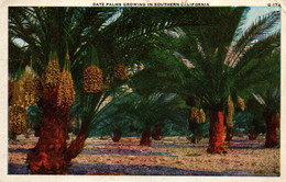 Date Palms Growing In Southern California CA 1926 - Pacific Novelty Co. - Autres & Non Classés