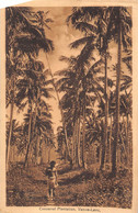 ¤¤    -   FIDJI    -  Coconut Plantation , Vanua-Levu       -   ¤¤ - Fidschi