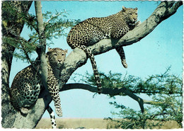 CPSM Ouganda Uganda Two Leopards On A Tree, Timbre 1968 ? - Uganda