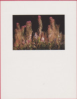 PLANTES MEDICINALES EPILOBES 11 X 14 CENTIMETRES  CURANDERA 1991 PHOTO FABIAN DA COSTA - Heilpflanzen