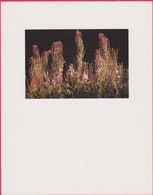 PLANTES MEDICINALES EPILOBES 11 X 14 CENTIMETRES  CURANDERA 1991 PHOTO FABIAN DA COSTA - Geneeskrachtige Planten