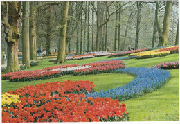 'Keukenhof' - Lisse - Holland - (7406) - Lisse