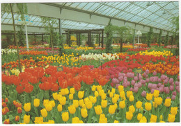 'Keukenhof' - Lisse - Holland - (9004) - Lisse